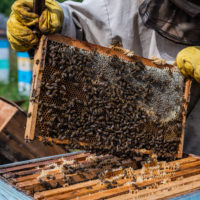 蜂蜜収穫イベント山梨県小菅村